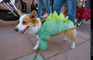 Tour de Corgi 2023