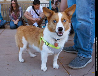 Tour de Corgi 2023