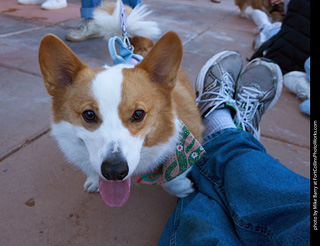 Tour de Corgi 2023