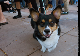 Tour de Corgi 2023