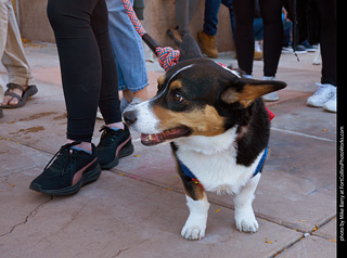 Tour de Corgi 2023