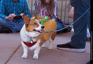 Tour de Corgi 2023