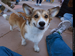 Tour de Corgi 2023