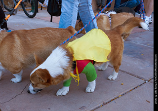 Tour de Corgi 2023