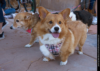 Tour de Corgi 2023