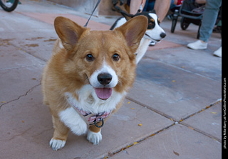 Tour de Corgi 2023