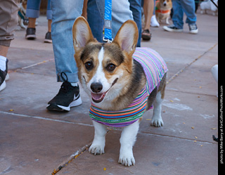 Tour de Corgi 2023