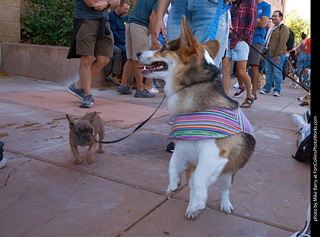 Tour de Corgi 2023