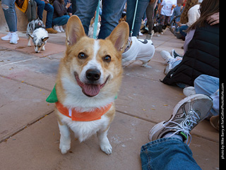 Tour de Corgi 2023