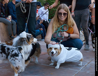 Tour de Corgi 2023