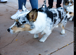 Tour de Corgi 2023