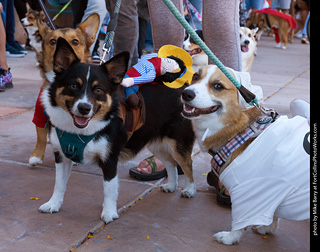 Tour de Corgi 2023