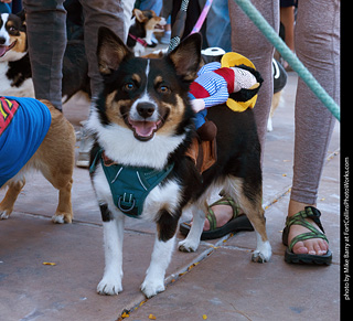 Tour de Corgi 2023