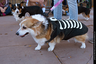 Tour de Corgi 2023