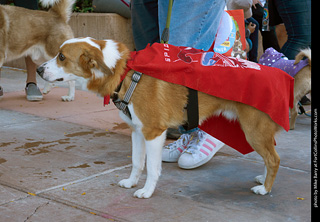 Tour de Corgi 2023