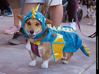 Tour de Corgi 2023