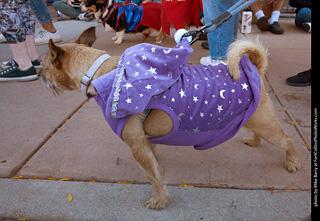 Tour de Corgi 2023