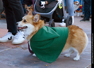 Tour de Corgi 2023