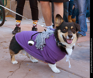 Tour de Corgi 2023