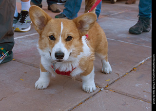 Tour de Corgi 2023