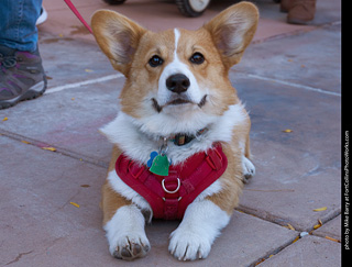 Tour de Corgi 2023