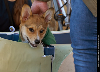 Tour de Corgi 2023