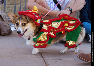 Tour de Corgi 2023