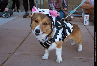 Tour de Corgi 2023