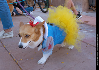 Tour de Corgi 2023