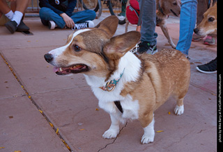 Tour de Corgi 2023