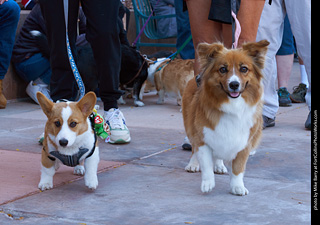 Tour de Corgi 2023