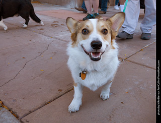 Tour de Corgi 2023