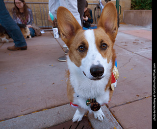 Tour de Corgi 2023