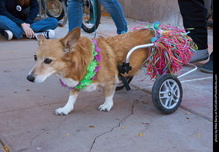 Tour de Corgi 2023