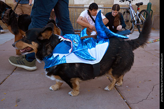 Tour de Corgi 2023