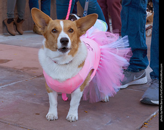 Tour de Corgi 2023