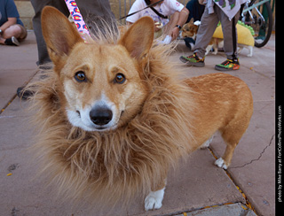 Tour de Corgi 2023