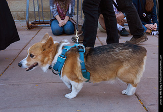 Tour de Corgi 2023