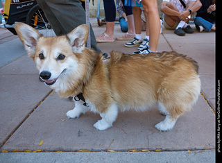 Tour de Corgi 2023