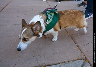 Tour de Corgi 2023