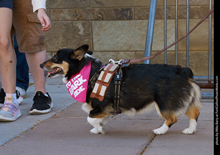 Tour de Corgi 2023