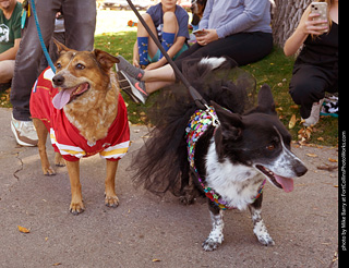 Tour de Corgi 2023