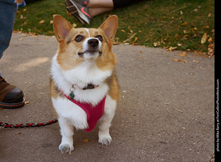 Tour de Corgi 2023