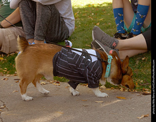 Tour de Corgi 2023