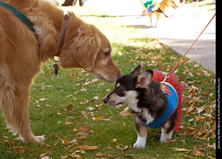 Tour de Corgi 2023