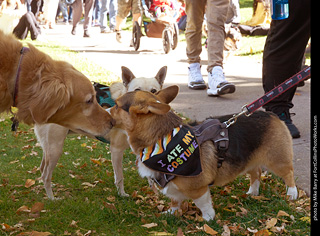 Tour de Corgi 2023