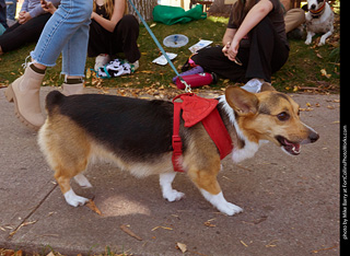 Tour de Corgi 2023