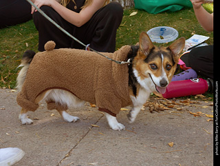 Tour de Corgi 2023