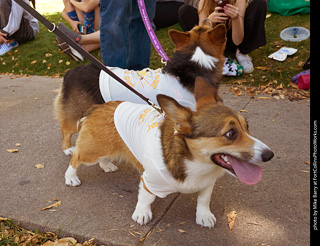 Tour de Corgi 2023