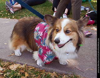 Tour de Corgi 2023